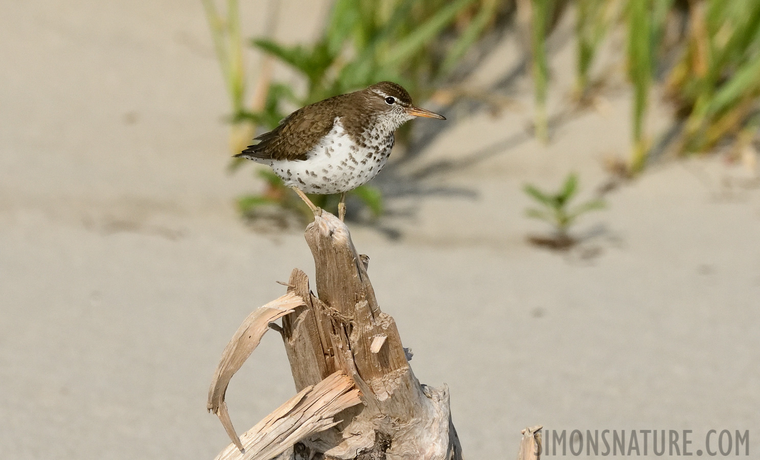 Actitis macularius [400 mm, 1/5000 sec at f / 8.0, ISO 1600]